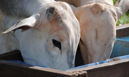 Resíduo da produção de etanol de milho, DDG é atrativo para nutrição dos bovinos de corte, aponta pesquisa da Unesp e da Trouw Nutrition