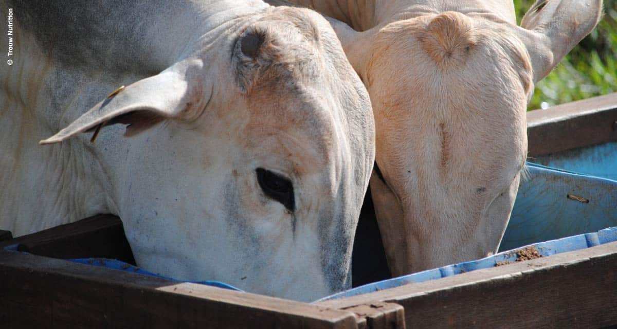 Resíduo da produção de etanol de milho, DDG é atrativo para nutrição dos bovinos de corte, aponta pesquisa da Unesp e da Trouw Nutrition