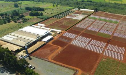 Nova área de pesquisa ampliará desenvolvimento de variedades de hortaliças e frutas pela Agristar do Brasil