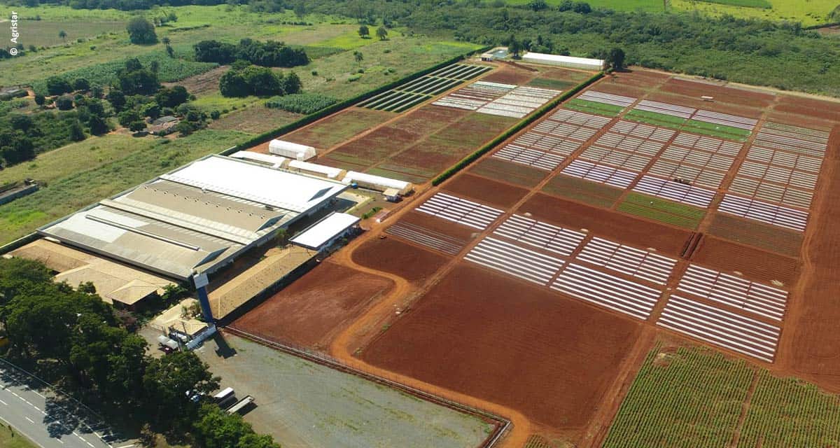 Nova área de pesquisa ampliará desenvolvimento de variedades de hortaliças e frutas pela Agristar do Brasil