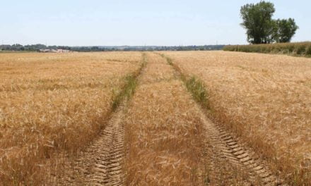 Os Impactos do Coronavírus no Agro