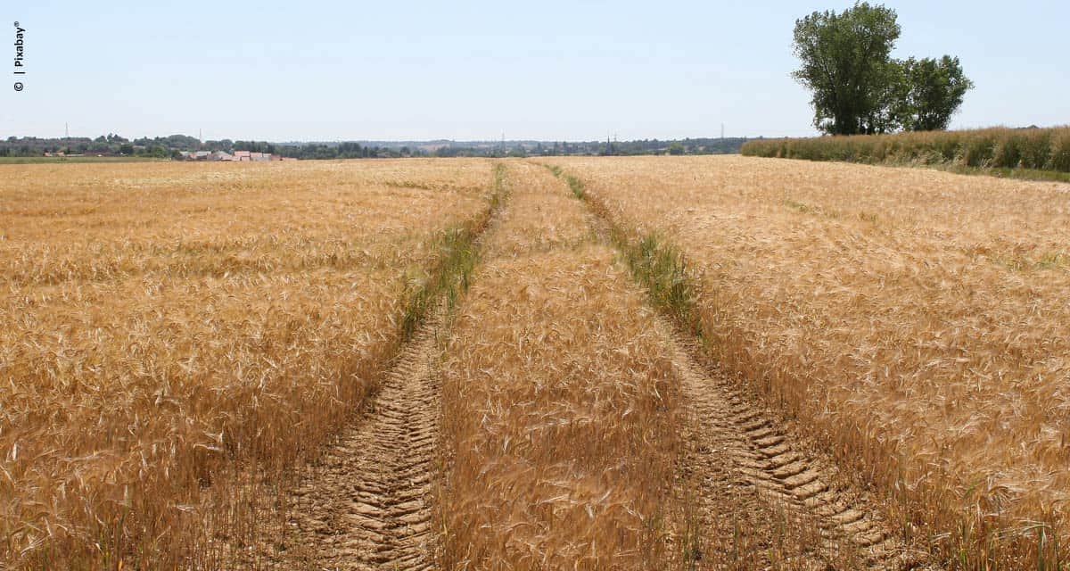 Os Impactos do Coronavírus no Agro