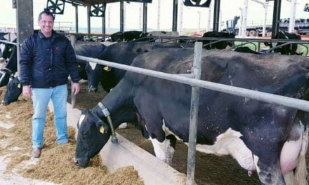 Pecuária leiteira: propriedade no Paraná aumenta taxa de concepção em 12% após utilizar sistema de monitoramento