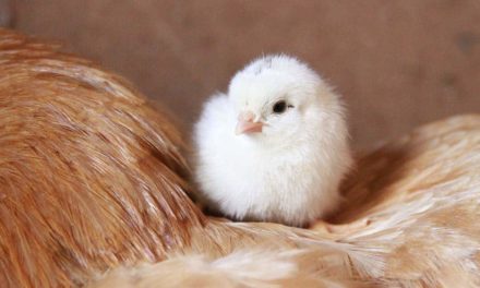 Zoetis lança plataforma totalmente dedicada à avicultura