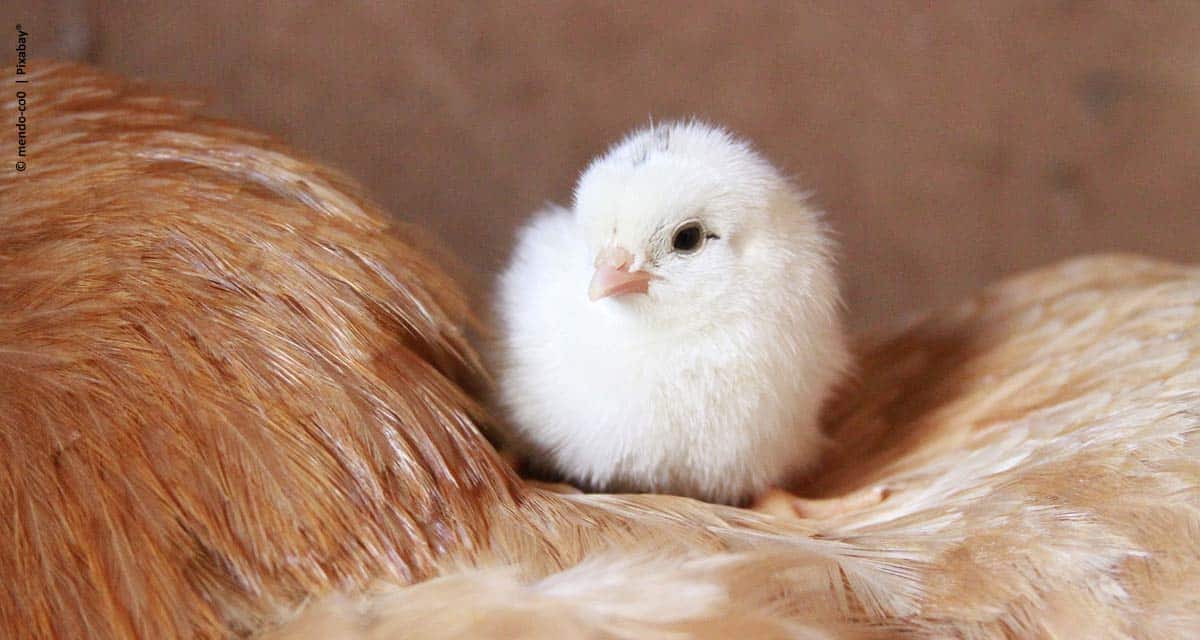 Zoetis lança plataforma totalmente dedicada à avicultura