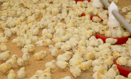 Probióticos podem ser uma alternativa para o tratamento de disbiose intestinal em aves de corte