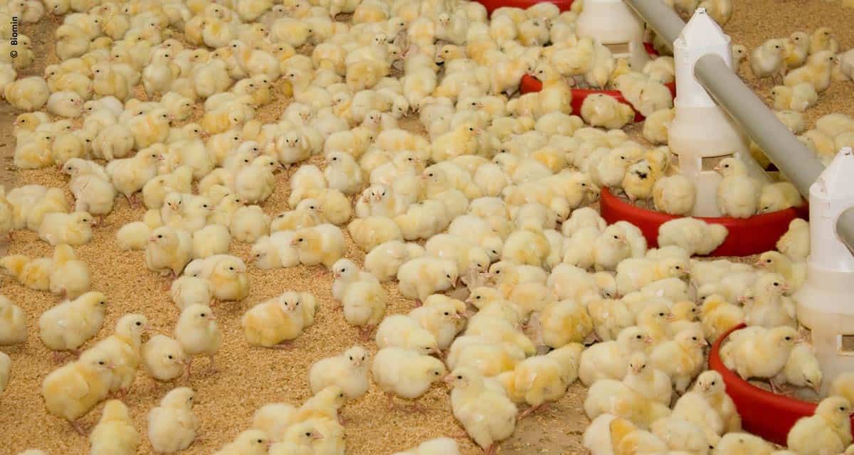 Probióticos podem ser uma alternativa para o tratamento de disbiose intestinal em aves de corte