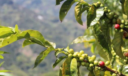 Produtores devem redobrar cuidados para a colheita do café