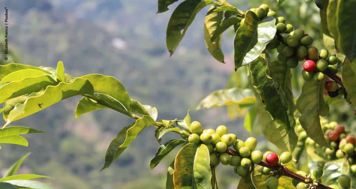 Produtores devem redobrar cuidados para a colheita do café