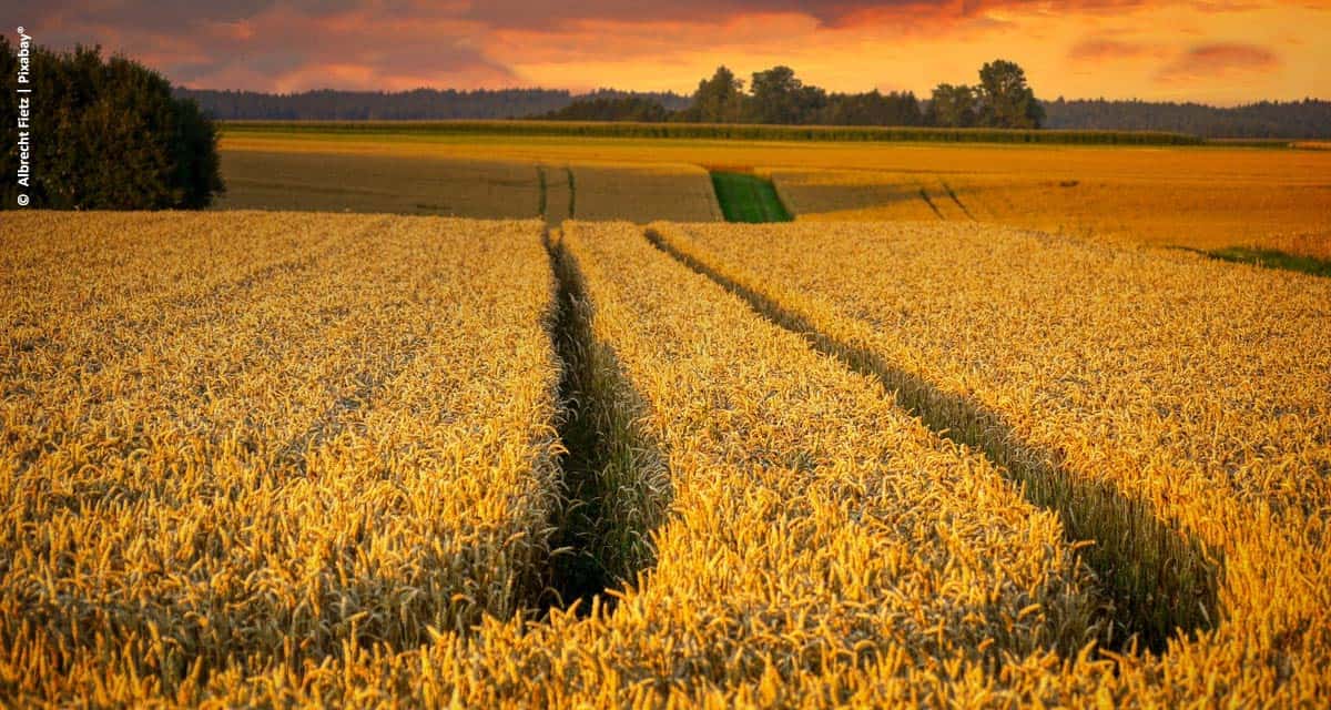 Cargill fecha o ano de 2019 com mais de 656 milhões de reais investidos no Brasil