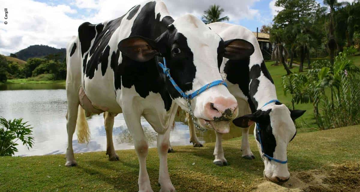 Por quê utilizar aromas em rações comerciais para bovinos leiteiros?