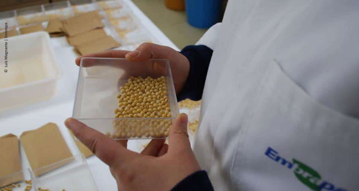 Soja: setor produtivo está em alerta para garantir qualidade na produção de sementes