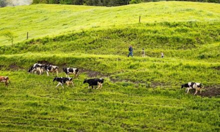 Arma contra mudanças climáticas, agricultura regenerativa ganha adeptos