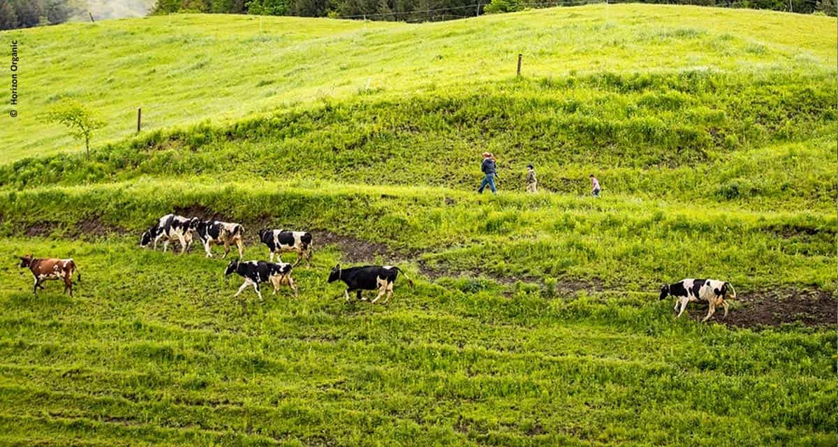 Arma contra mudanças climáticas, agricultura regenerativa ganha adeptos