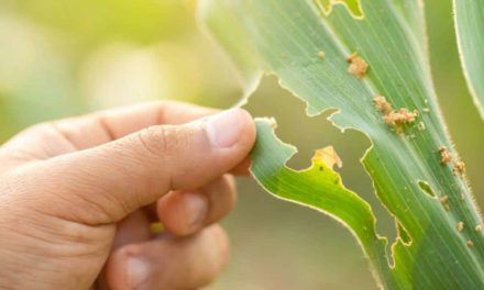 Manejo adequado de pragas e doenças é fundamental para aumentar a produtividade da safrinha de milho no Brasil