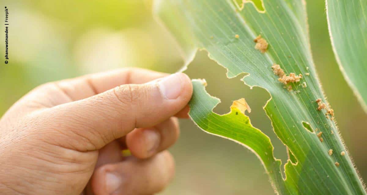 Manejo adequado de pragas e doenças é fundamental para aumentar a produtividade da safrinha de milho no Brasil