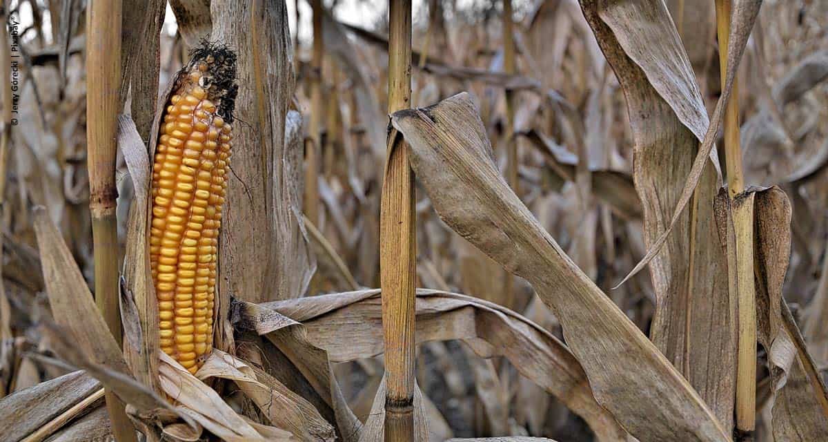 Clima prejudicou potencial produtivo do milho na Região Sul