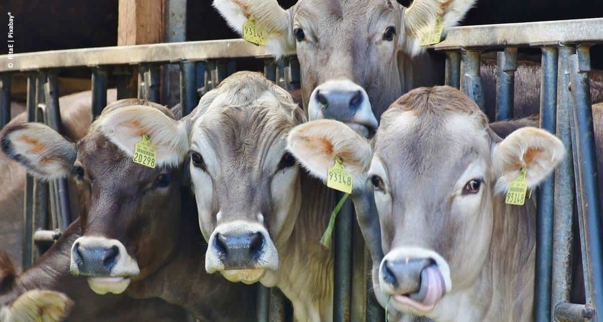 Febre aftosa: calendário de vacinação é mantido em SP e deve ser rigorosamente cumprido