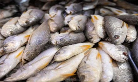 Selo Arte para pescado pode contribuir para manter o Brasil entre os melhores países com segurança alimentar