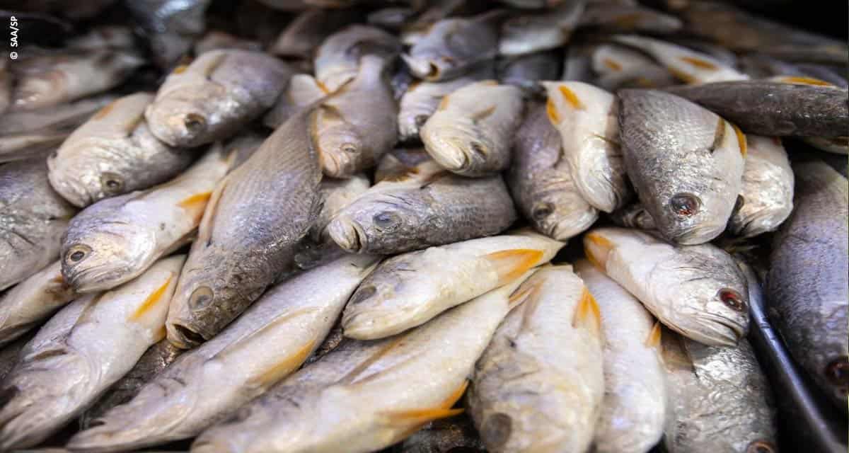 Selo Arte para pescado pode contribuir para manter o Brasil entre os melhores países com segurança alimentar