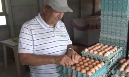 Diversificação é o caminho para que pequenas propriedades garantam maior rentabilidade