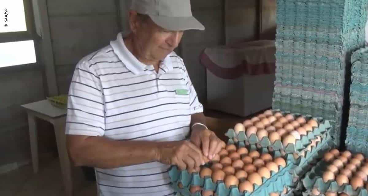 Diversificação é o caminho para que pequenas propriedades garantam maior rentabilidade