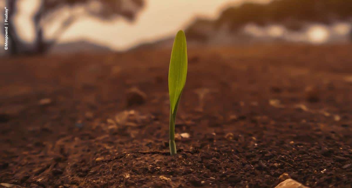 Agronegócio é pilar para reconstruir economia brasileira pós-coronavírus