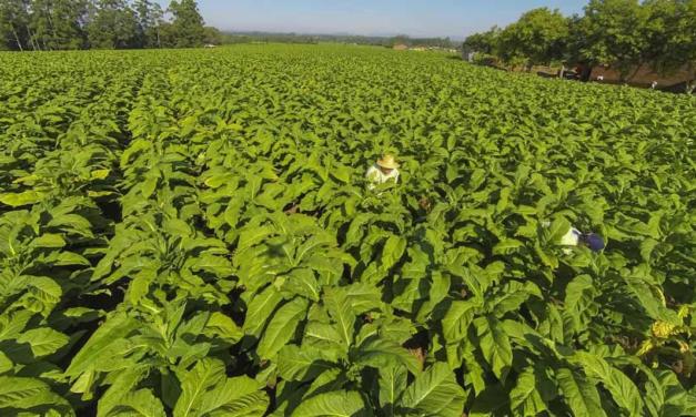 Produção Integrada do tabaco passa a ter novas regras