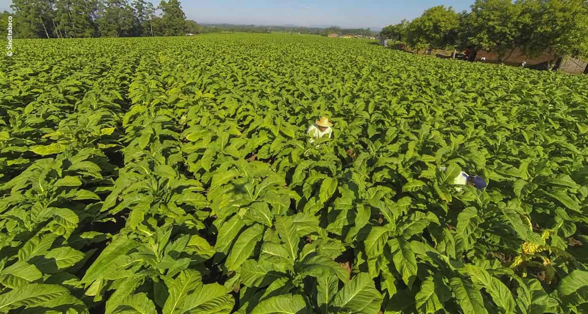 Produção Integrada do tabaco passa a ter novas regras