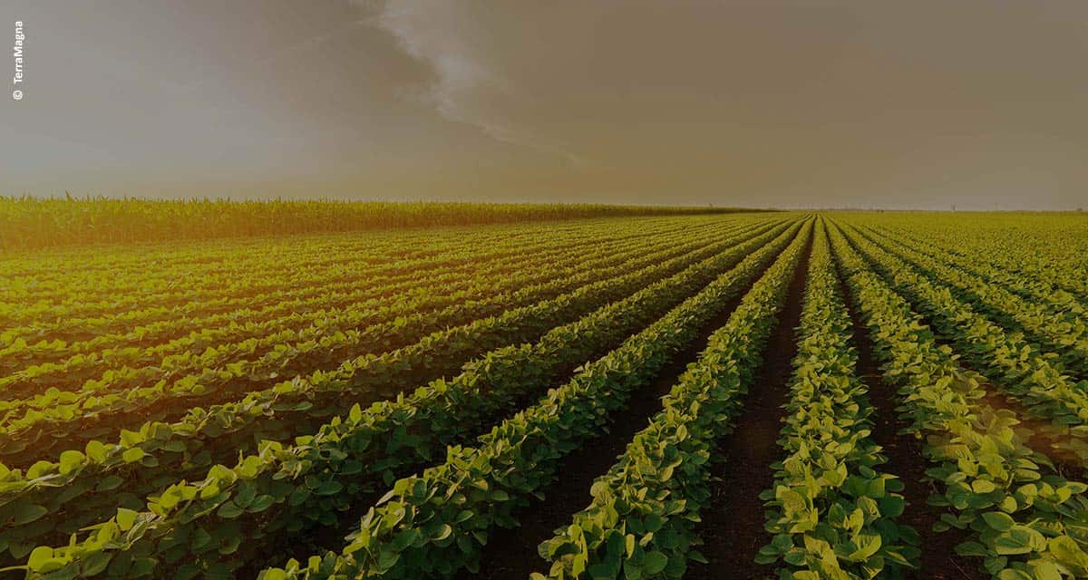 Como a tecnologia revoluciona o monitoramento agrícola