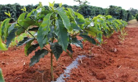 TMF Fertilizantes anuncia produto inovador para cultivo do café