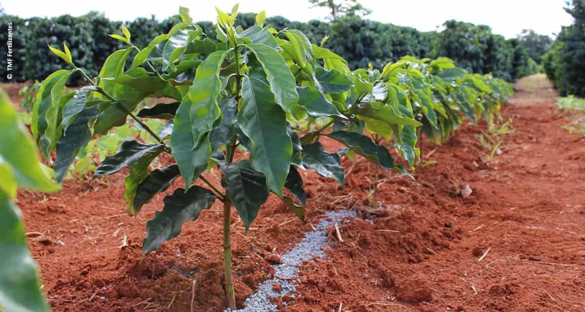TMF Fertilizantes anuncia produto inovador para cultivo do café