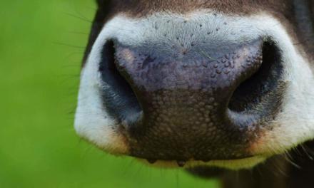 Zoetis lança a mais ampla proteção contra a pneumonia bovina