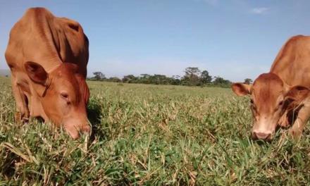 Pesquisa aponta sustentabilidade com reciclagem e balanço de nutrientes em sistema de produção agropecuária