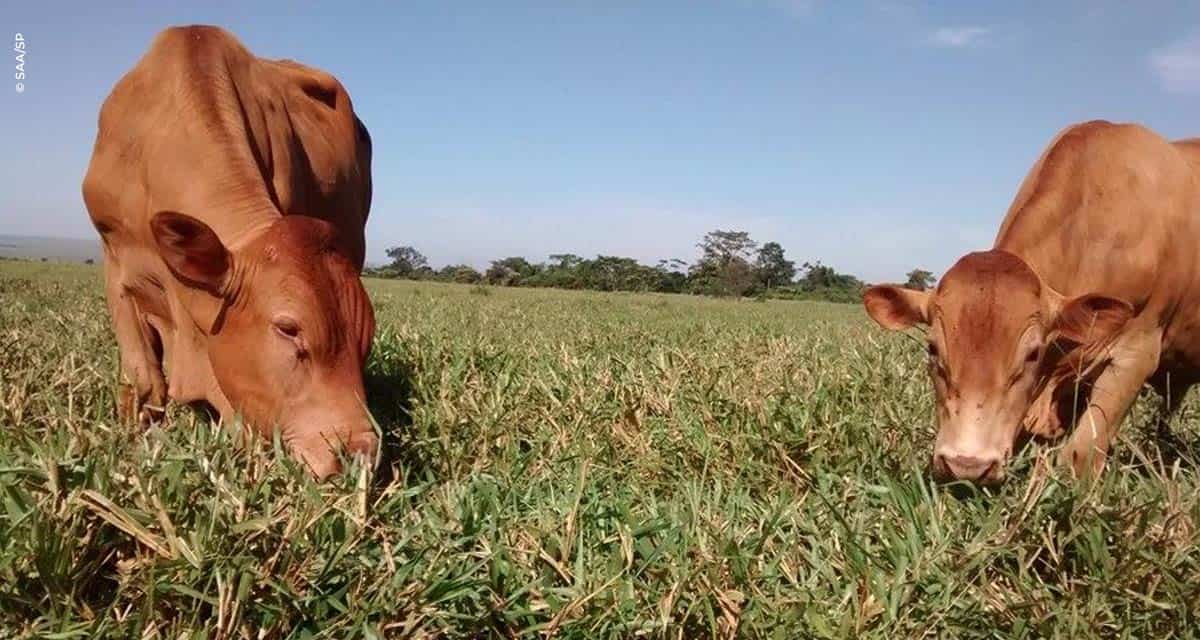 Pesquisa aponta sustentabilidade com reciclagem e balanço de nutrientes em sistema de produção agropecuária