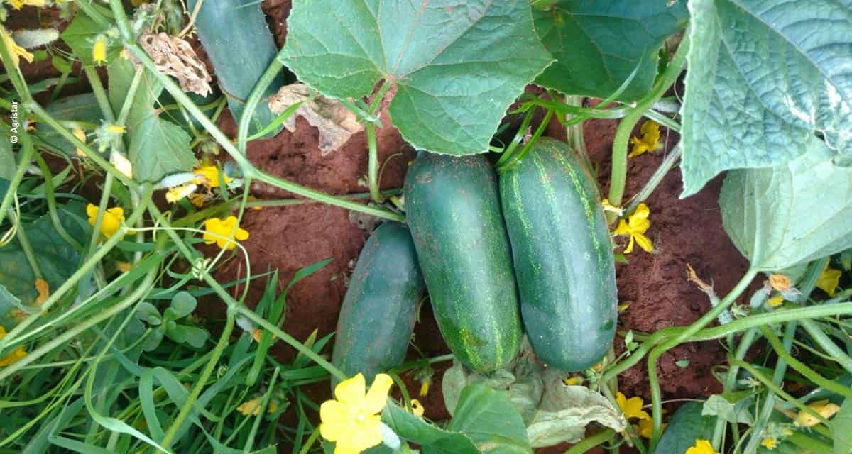 Produtores aprovam variedades de pepinos que atendem necessidades de todas as regiões do Brasil