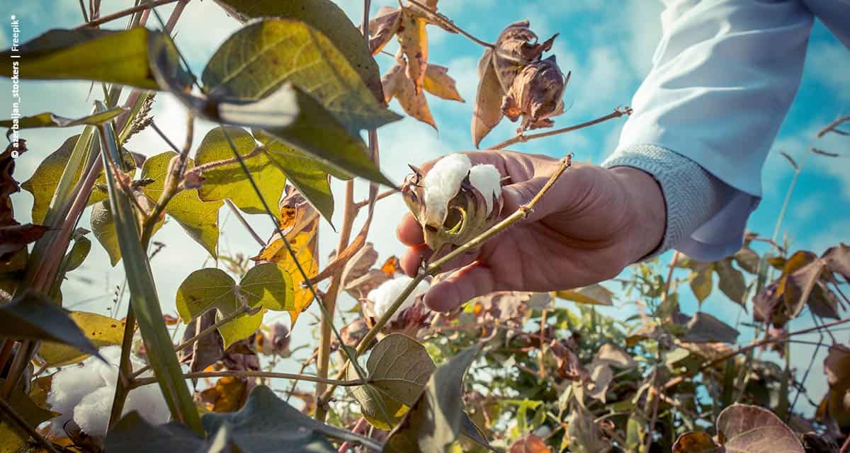 Área de algodão na Bahia teve um incremento de 3,6%