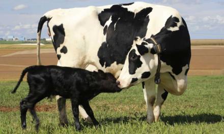 Com sistema de monitoramento, fazenda leiteira melhora gestão e índices de prenhez em primíparas, atingindo os 35%