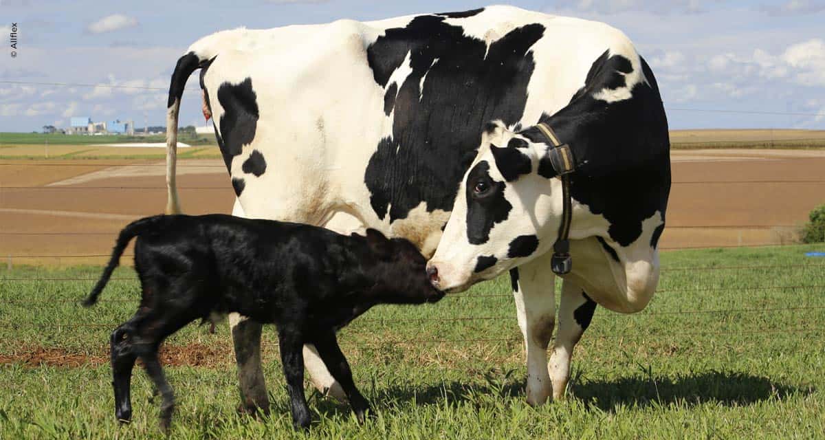 Com sistema de monitoramento, fazenda leiteira melhora gestão e índices de prenhez em primíparas, atingindo os 35%