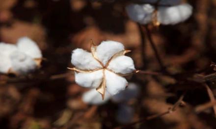 Altas produtividades no algodão passam pelo manejo adequado de pragas e doenças