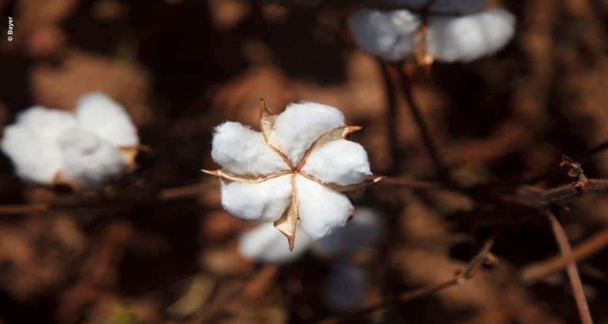 Altas produtividades no algodão passam pelo manejo adequado de pragas e doenças