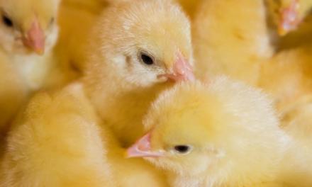 Desempenho ao longo da vida das aves é ditado pelos cuidados na fase inicial