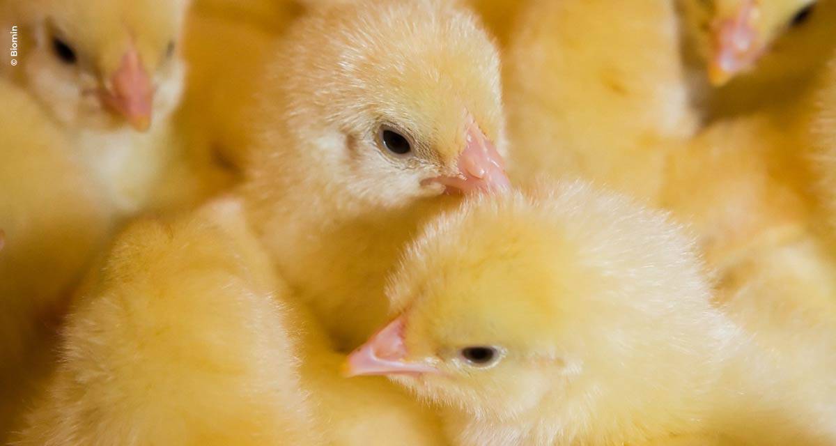 Desempenho ao longo da vida das aves é ditado pelos cuidados na fase inicial