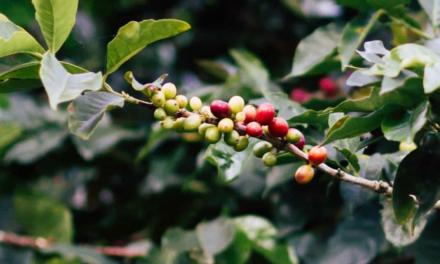 Cafés do Brasil ocupam 5º lugar no ranking da receita das lavouras