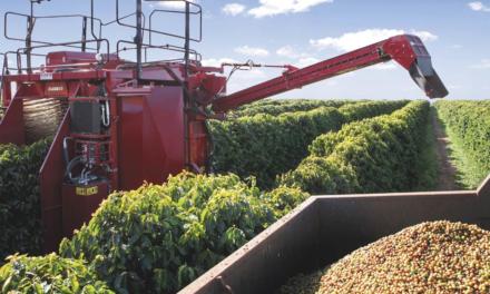 Pesquisa: 25% dos cafeicultores realizam colheita mecanizada