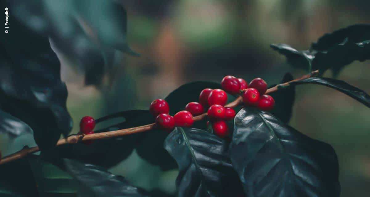 Faturamento da lavoura cafeeira de Rondônia atinge 807 milhões