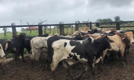 Transações online de gado ganham força durante pandemia