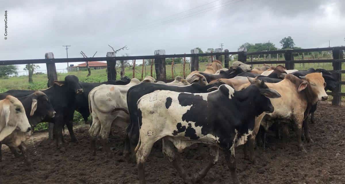 Transações online de gado ganham força durante pandemia