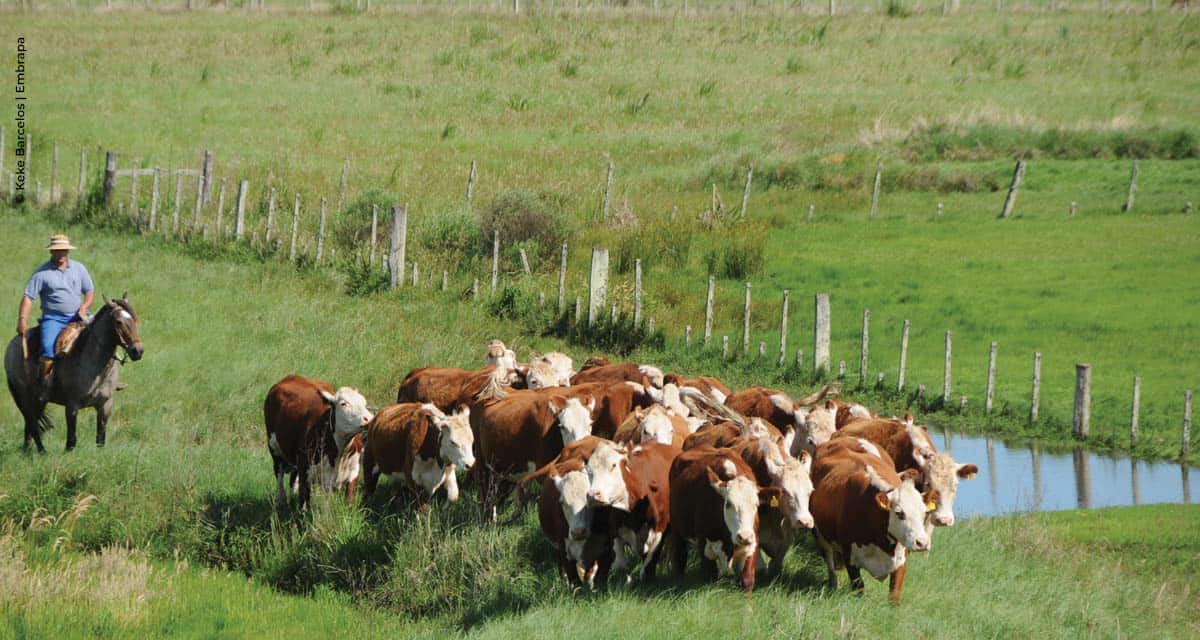 Embrapa lança material com dicas de prevenção à Covid-19 para produtores do Sul do Brasil