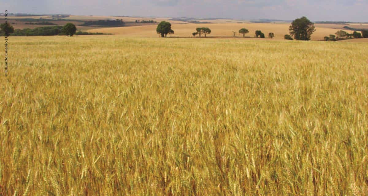 Embrapa Trigo, preparativos para a safra de inverno